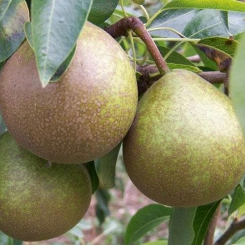 Pear Winter Nelis