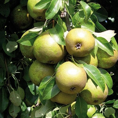 Pear Winter Nelis