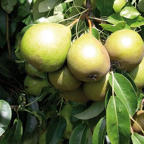 Pear Winter Nelis