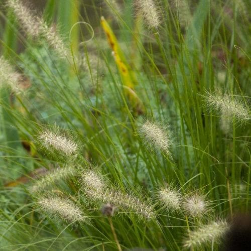 Pennisetum alopecuroides Hameln