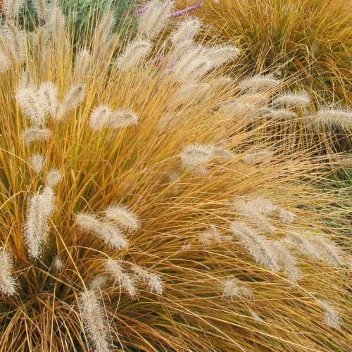 Pennisetum alopecuroides Hameln