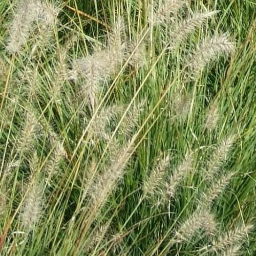 Pennisetum alopecuroides Hameln