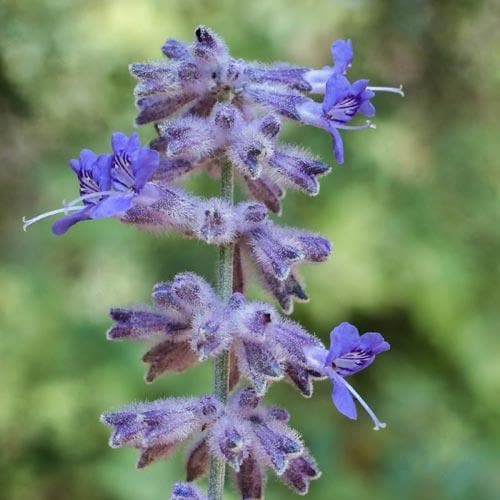 Perovskia atriplicifolia Blue Spire