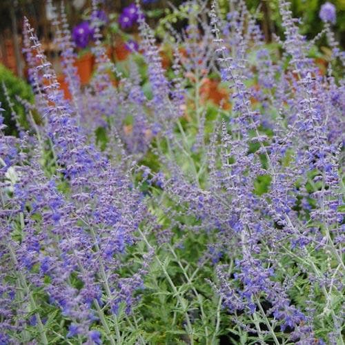 Perovskia atriplicifolia Blue Spire