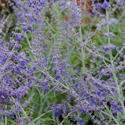 Perovskia atriplicifolia Blue Spire