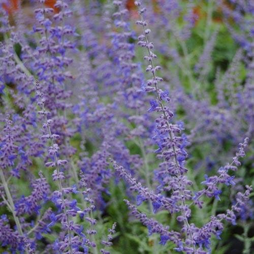 Perovskia atriplicifolia Blue Spire