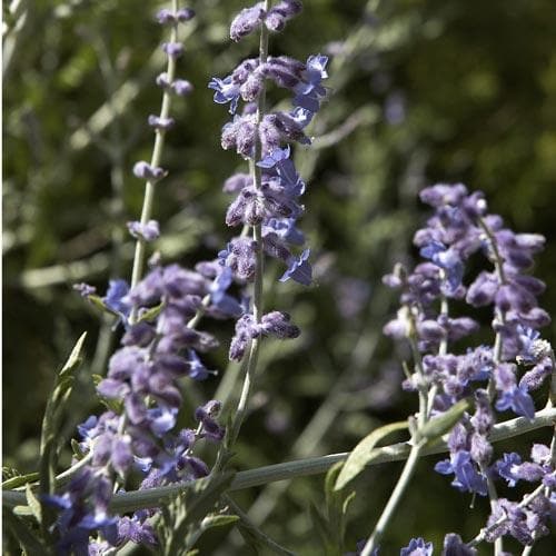 Perovskia atriplicifolia Blue Spire