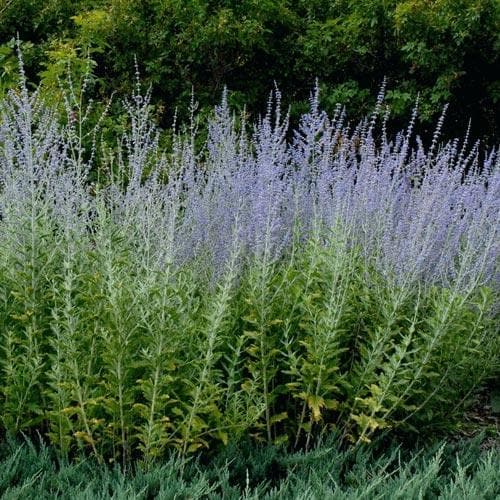 Perovskia atriplicifolia Blue Spire