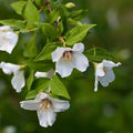 Philadelphus Belle Etoile Bareroot | 1-2ft