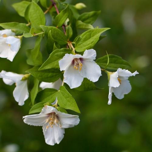 Philadelphus Belle Etoile - Future Forests