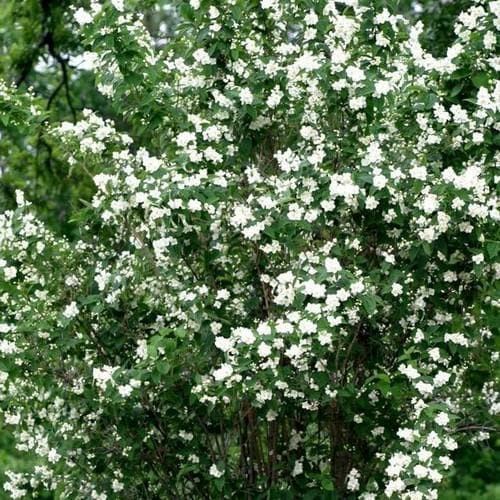 Philadelphus Belle Etoile - Future Forests