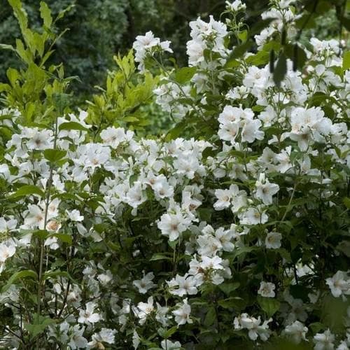 Philadelphus Belle Etoile - Future Forests