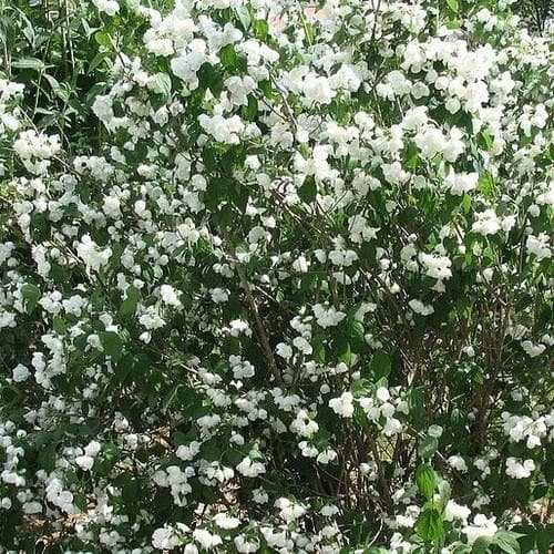 Philadelphus Minnesota Snowflake - Future Forests