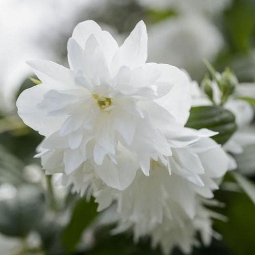 Philadelphus Minnesota Snowflake - Future Forests