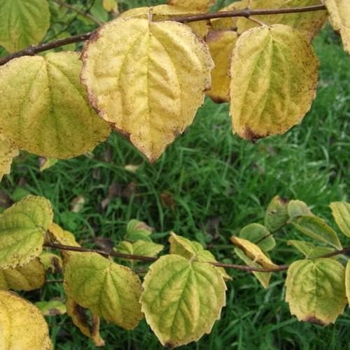 Philadelphus Minnesota Snowflake - Future Forests