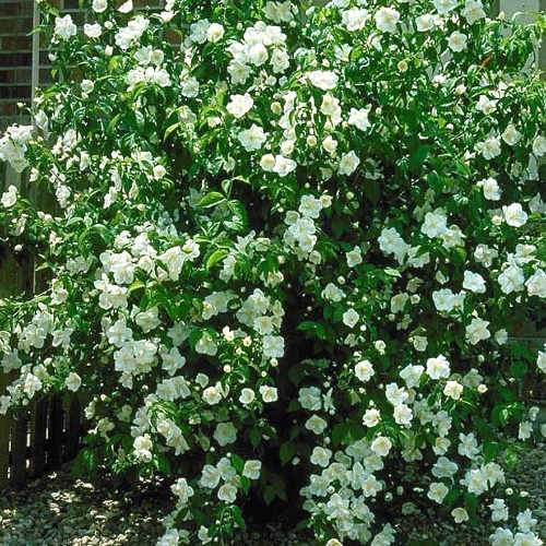 Philadelphus Virginal