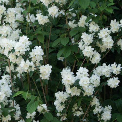 Philadelphus Virginal