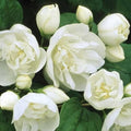 Philadelphus Virginal - Future Forests