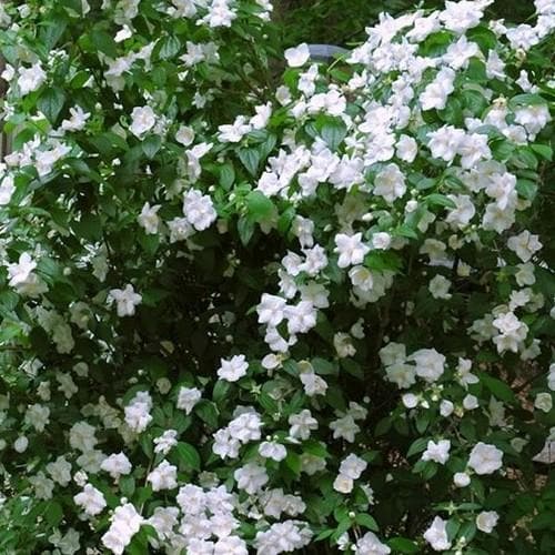 Philadelphus Virginal - Future Forests