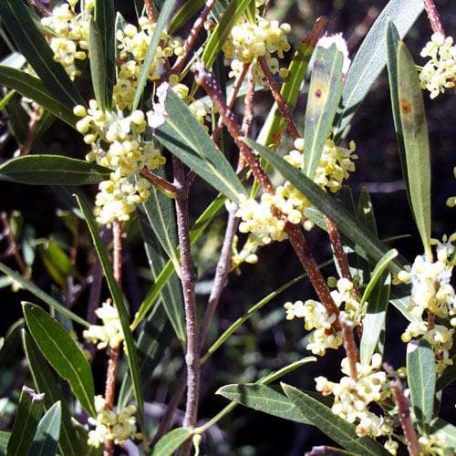 Phillyrea angustifolia - Future Forests