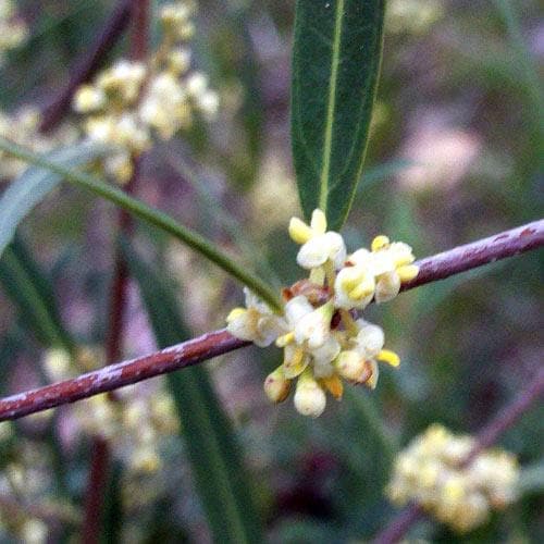 Phillyrea angustifolia - Future Forests