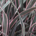 Phormium Pink Stripe