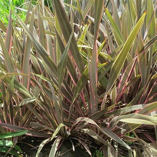 Phormium Pink Stripe