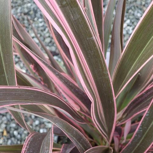 Phormium Pink Stripe