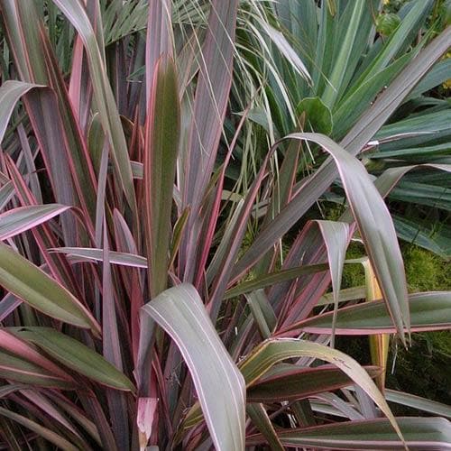 Phormium Pink Stripe