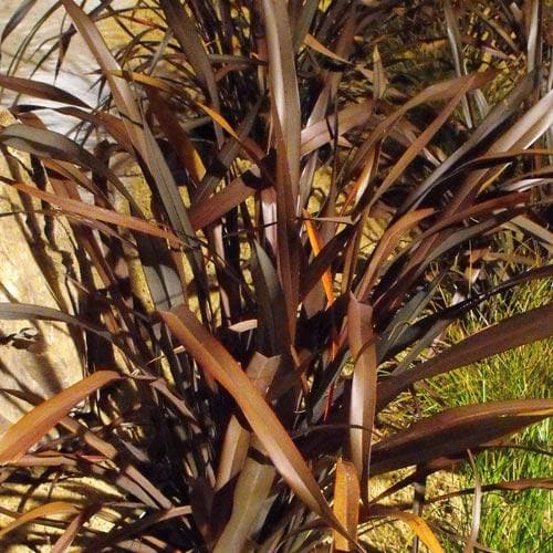 Phormium Platt’s Black