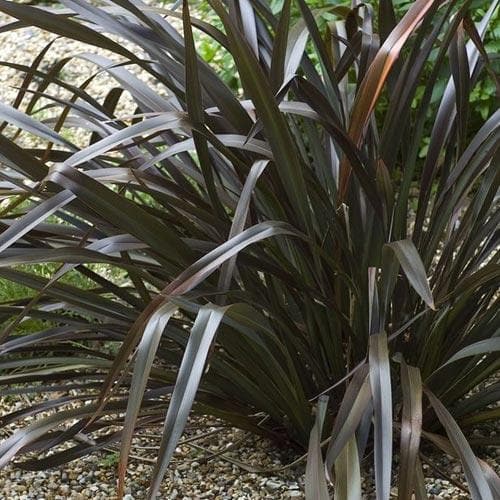 Phormium Platt’s Black