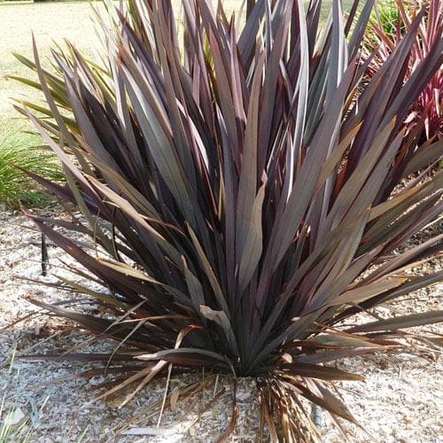 Phormium tenax Purpureum - Future Forests