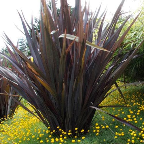 Phormium tenax Purpureum - Future Forests