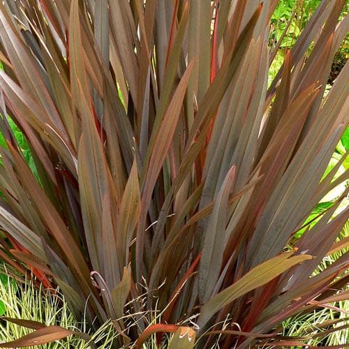 Phormium tenax Purpureum - Future Forests