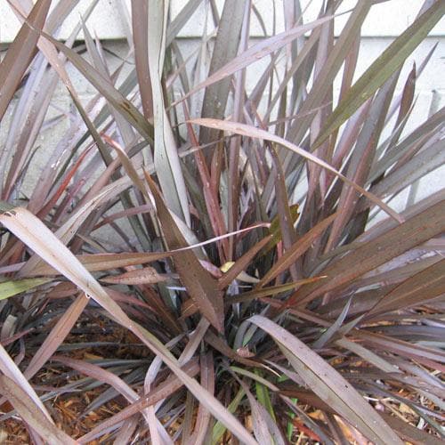 Phormium tenax Purpureum - Future Forests