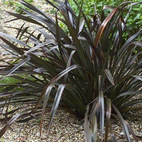 Phormium tenax Purpureum - Future Forests