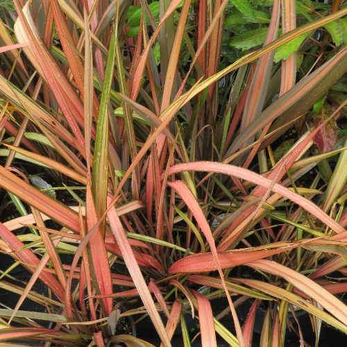 Phormium Apricot Queen