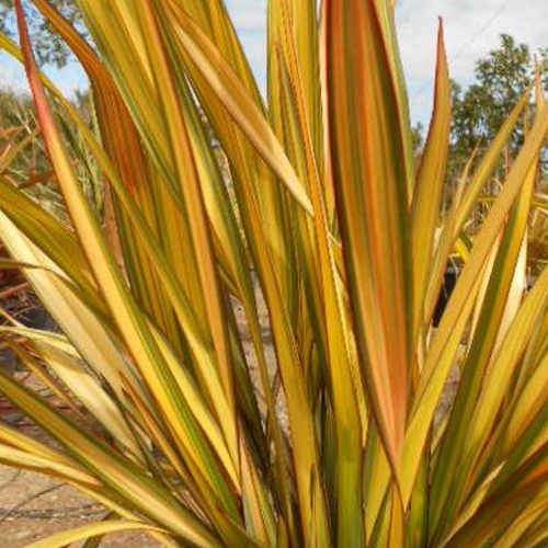 Phormium Apricot Queen