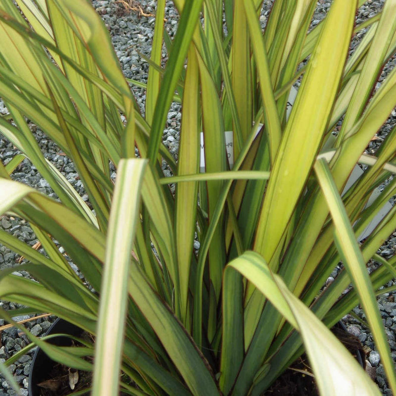 Phormium Apricot Queen