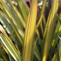 Phormium Apricot Queen