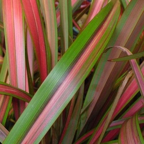 Phormium Jester - Future Forests