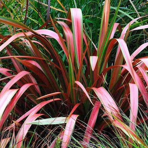 Phormium Jester - Future Forests