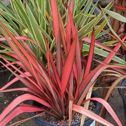 Phormium Margaret Jones