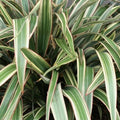 Phormium Tricolor - Future Forests