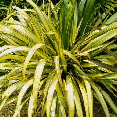 Phormium Yellow Wave