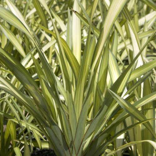 Phormium Yellow Wave