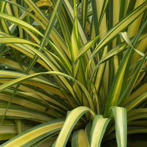 Phormium Yellow Wave