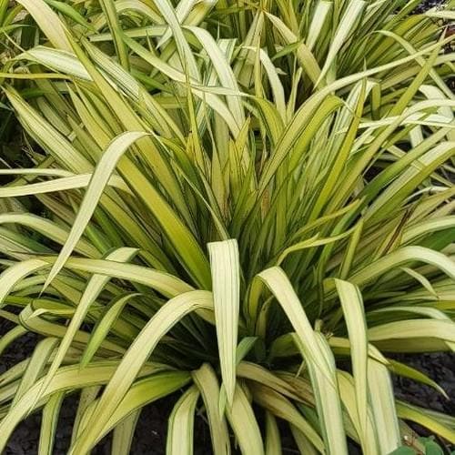 Phormium Yellow Wave - Future Forests
