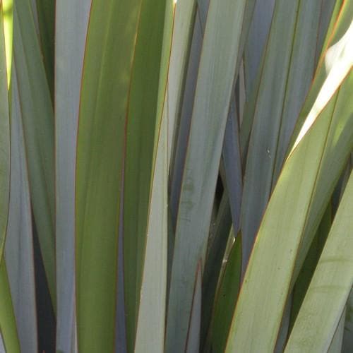 Phormium tenax - Future Forests