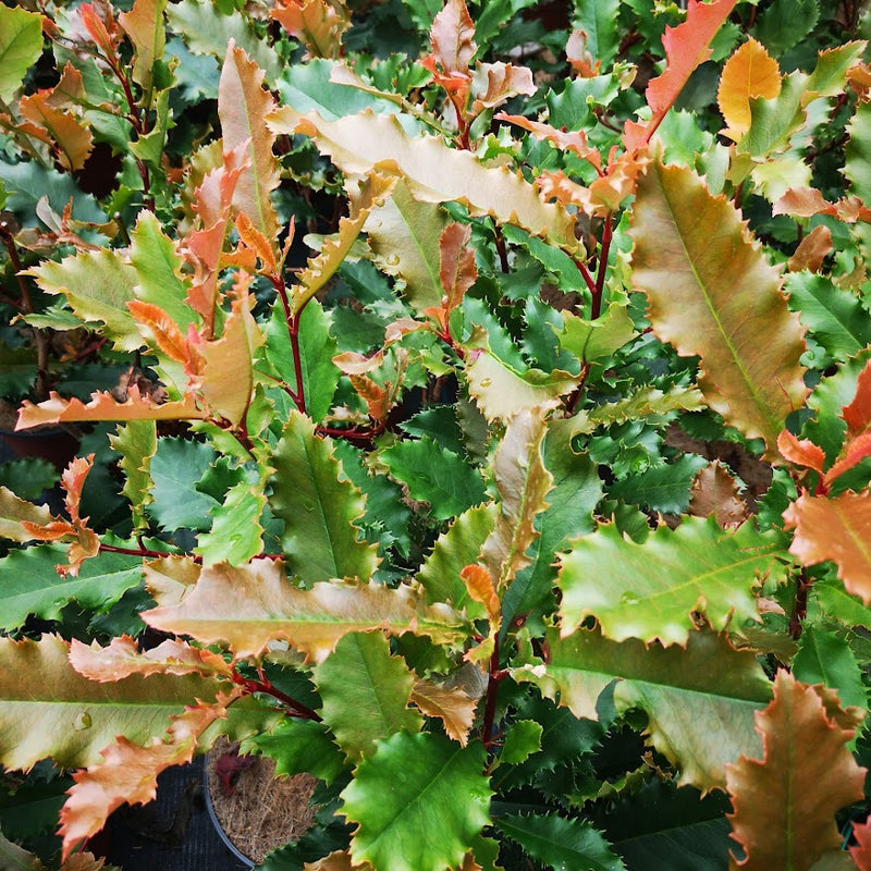 Photinia serratifolia Crunchy